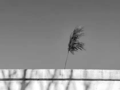 Jazz Kazino Mobilā lietotne